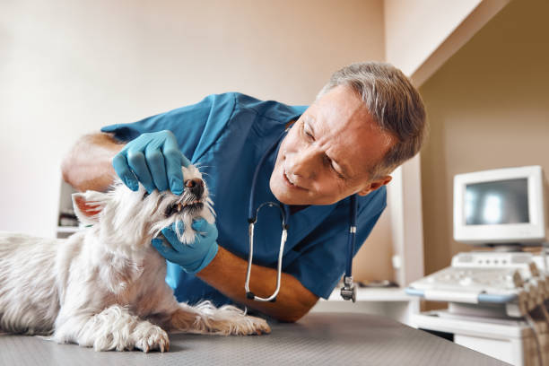 Best Emergency Treatment for Dental Infections or Abscesses in Pine Mountain Clu, CA